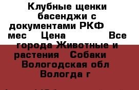 Клубные щенки басенджи с документами РКФ - 2,5 мес. › Цена ­ 20 000 - Все города Животные и растения » Собаки   . Вологодская обл.,Вологда г.